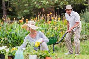 Happy grandmother and grandfather gardening