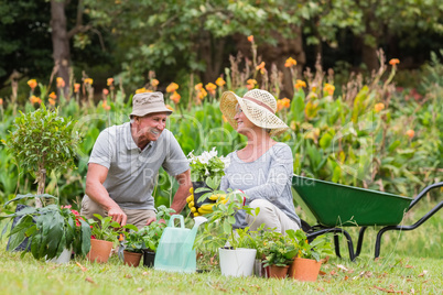 Happy grandmother and grandfather gardening