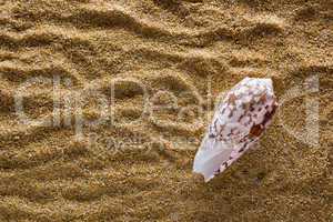 Background of sand with shell