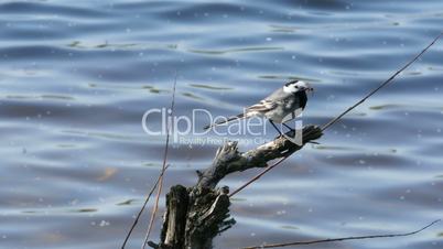 white wagtail (motacilla alba) with caugh fly in its mouth sitting on a trunk