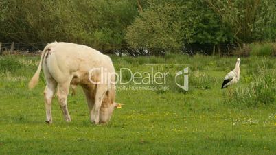 calf grazing in wetland watched by a stork