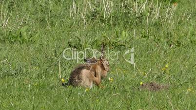 wild hare scratching his fur