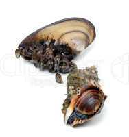 Veined rapa whelk and anodonta (river mussels)
