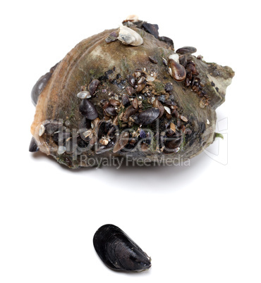 Veined rapa whelk and small mussel from Black Sea