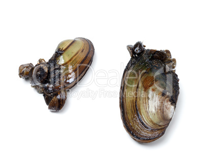 Two anodontas (river mussels) overgrown with small mussels
