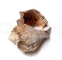 Empty shell from rapana venosa on white background.