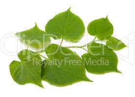 Green sprig of linden-tree