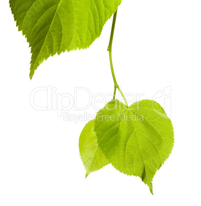 Spring linden-tree leafs isolated on white