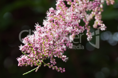 tamarix blooming branche