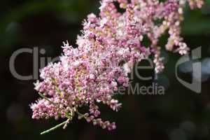 tamarix blooming branche