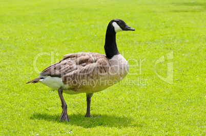 gray goose on green field
