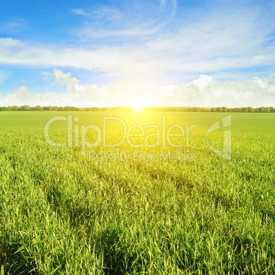 field, sunrise and blue sky