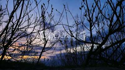 Beautiful sunset with tree in the evening