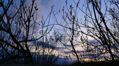 Beautiful sunset with tree in the evening