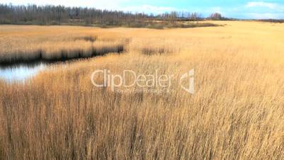 Common reed Phragmites, early spring background, 4k