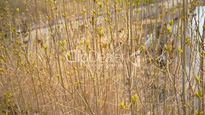 Buds of leaves on twigs in early spring, 4k