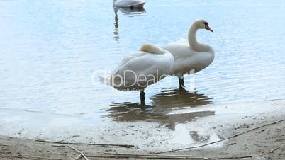 White swans in the river, 4k