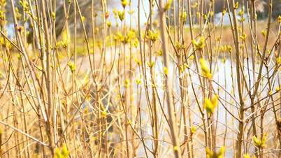 Buds of leaves on twigs in early spring, 4k