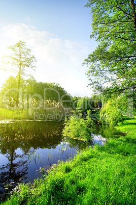 River and forest in spring