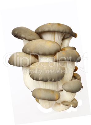 bunch of the oyster cap mushroom