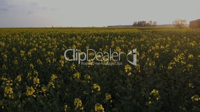 Rape Field with Blossoms