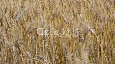 Ripe wheat
