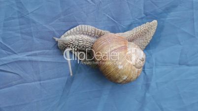 Snail crawling on a blue background