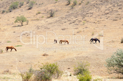 horses on a hillside