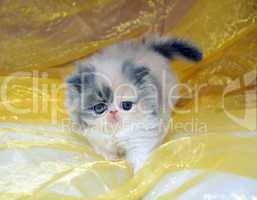 jung Persian cat