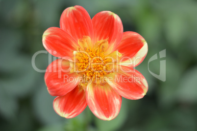 orange flower in macro
