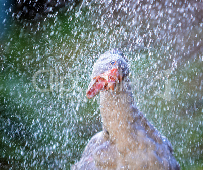 Goose standing in a shower