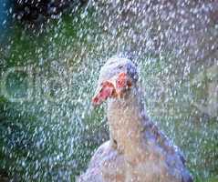 Goose standing in a shower