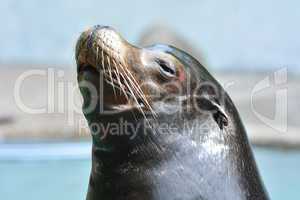 curious seal