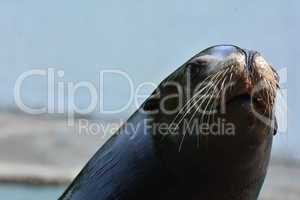 curious seal