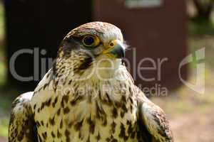 one Falcon