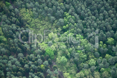 Wald, Brandenburg, Deutschland