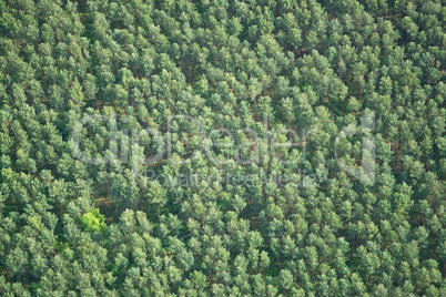 Wald, Brandenburg, Deutschland