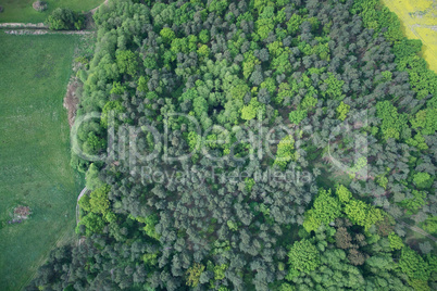 Wald, Brandenburg, Deutschland