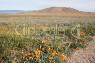 Antelope Valley Poppy Reserve, Kalifornien, USA