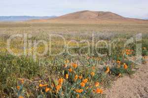 Antelope Valley Poppy Reserve, Kalifornien, USA