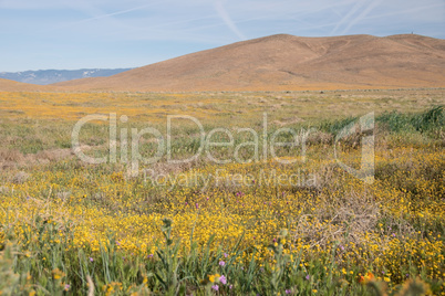 Antelope Valley Poppy Reserve, Kalifornien, USA