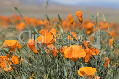 Antelope Valley Poppy Reserve, Kalifornien, USA