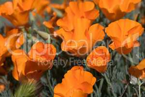 Antelope Valley Poppy Reserve, Kalifornien, USA