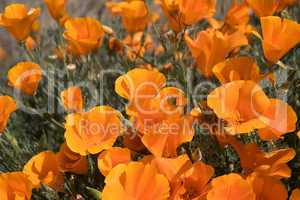 Antelope Valley Poppy Reserve, Kalifornien, USA