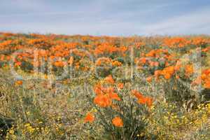 Antelope Valley Poppy Reserve, Kalifornien, USA