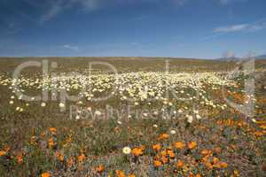 Antelope Valley Poppy Reserve, Kalifornien, USA