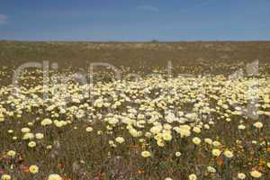 Antelope Valley Poppy Reserve, Kalifornien, USA