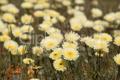 Antelope Valley Poppy Reserve, Kalifornien, USA