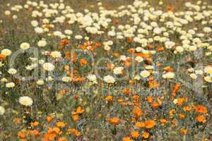 Antelope Valley Poppy Reserve, Kalifornien, USA