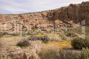 Antelope Valley Poppy Reserve, Kalifornien, USA